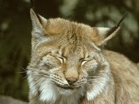 Canadian lynx